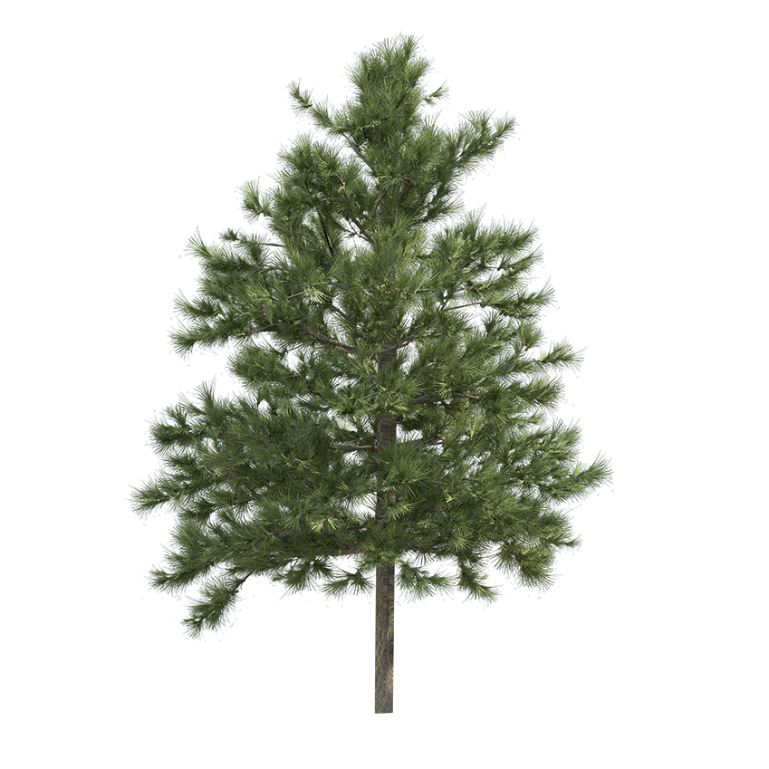Larix decidua - Larch